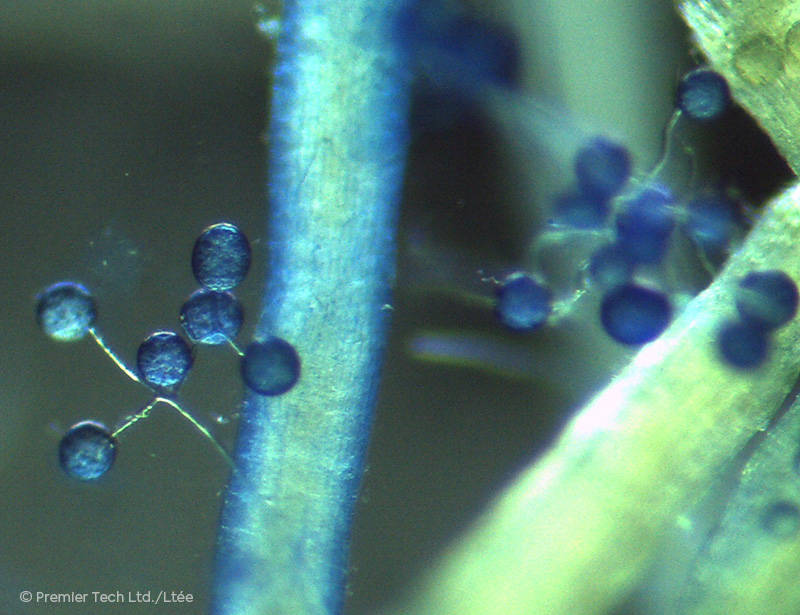 AGTIV ENRICH - Mycorrhizal Spores around roots