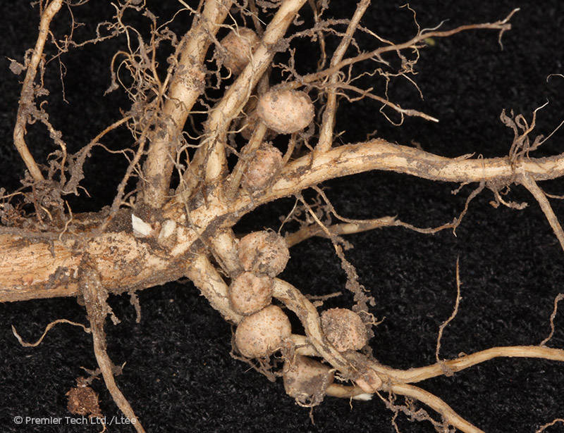 AGTIV ENRICH - Nodules on soybean roots