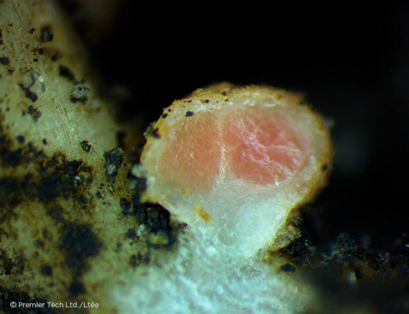 AGTIV ENRICH - Cut nodule on soybean root