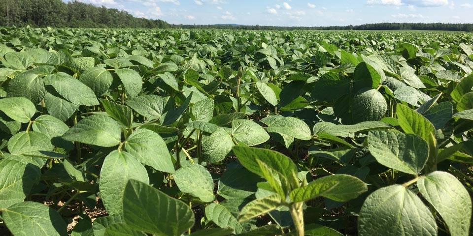 Soybean treated AGTIV® ENRICH™