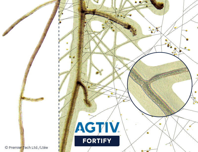 AGTIV FORTIFY - Root Comparison