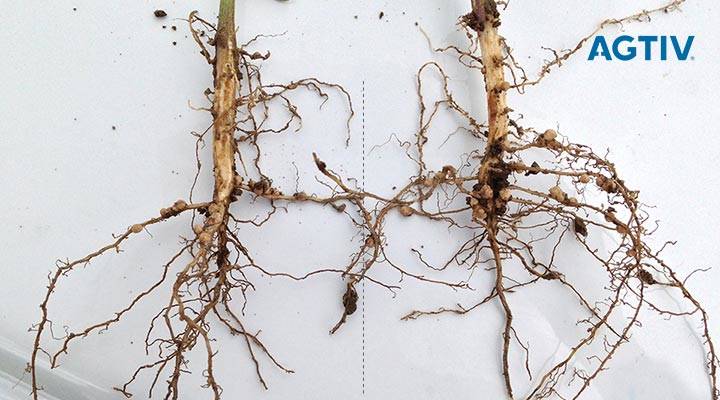 Soybean root with and without rhizobium