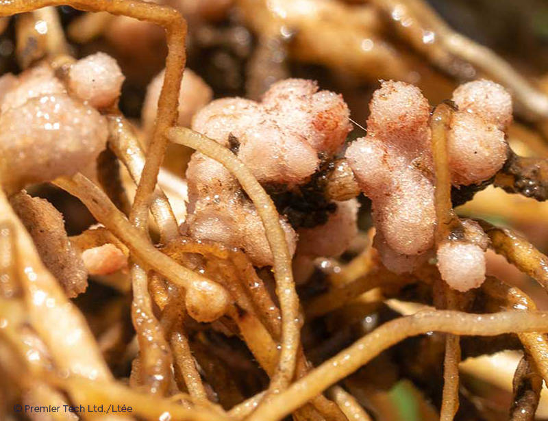 AGTIV FUEL - Nodules Faba Beans