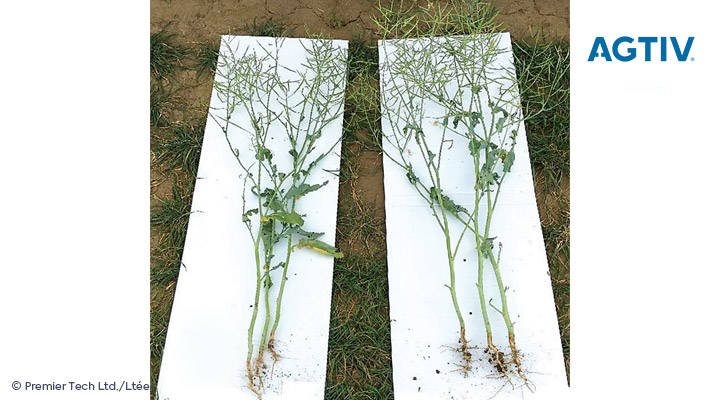 AGTIV IGNITE - Canola Comparison