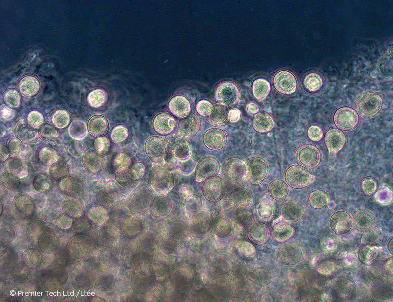 AGTIV IGNITE - Microscope view of Serendipita spores.