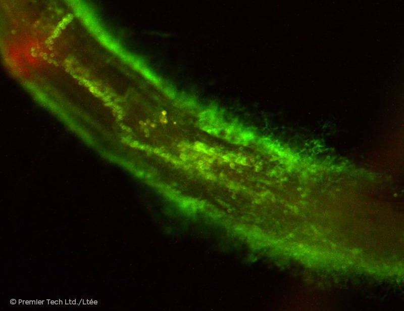 AGTIV IGNITE - Microscope Green