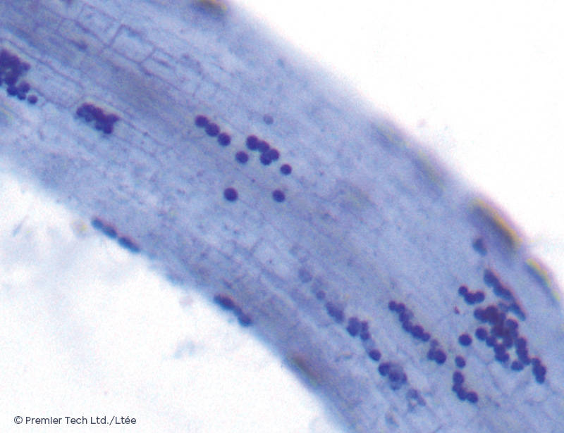 AGTIV IGNITE - Microscope Blue Serendipita