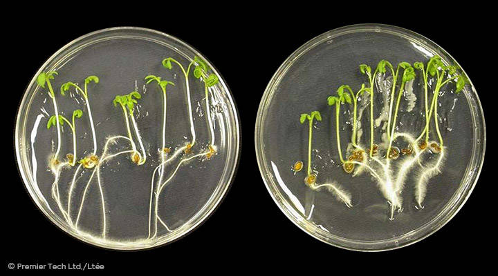 AGTIV STIMULATE - Petri Bacillus