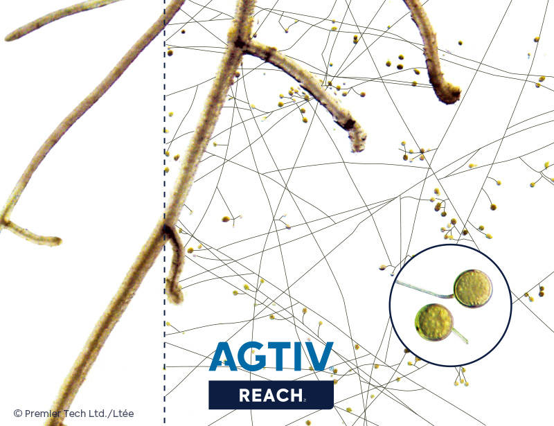 AGTIV REACH - Roots with and without mycorrhizae