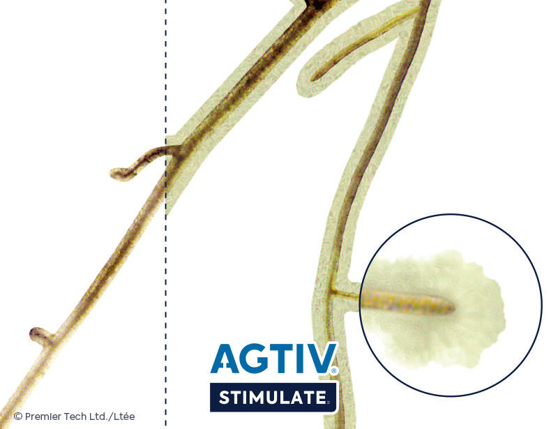 AGTIV STIMULATE - Root with and without Bacillus
