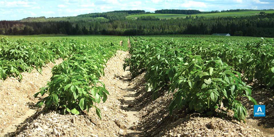 Potatoes treated with AGTIV® STIMULATE™