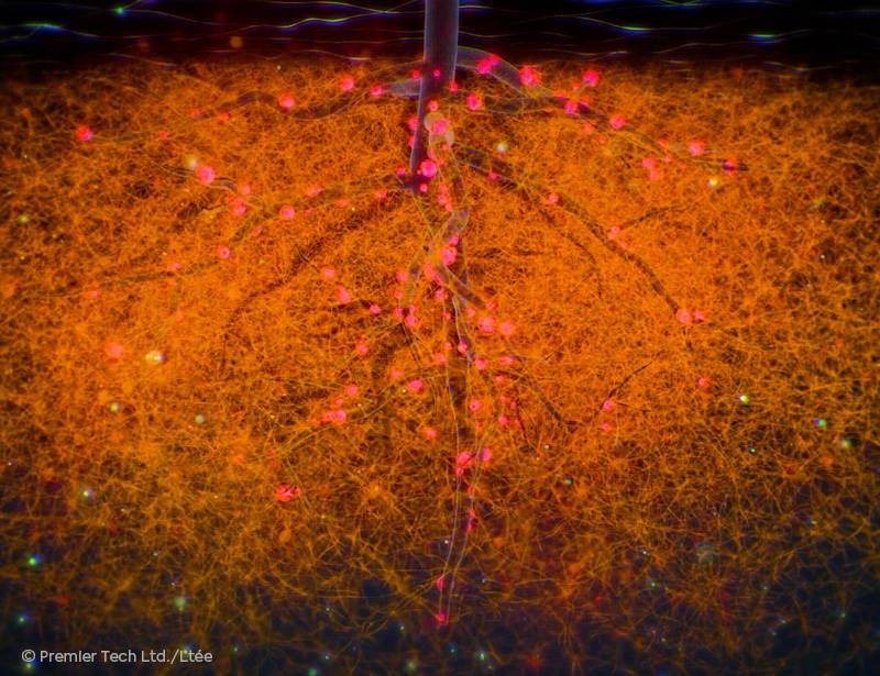 AGTIV THRIVE - Root system