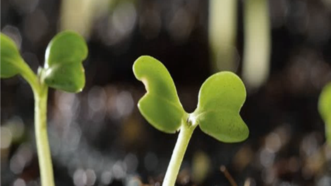 Germination of plant