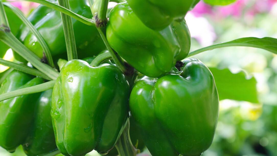 Greenhouse vegetables