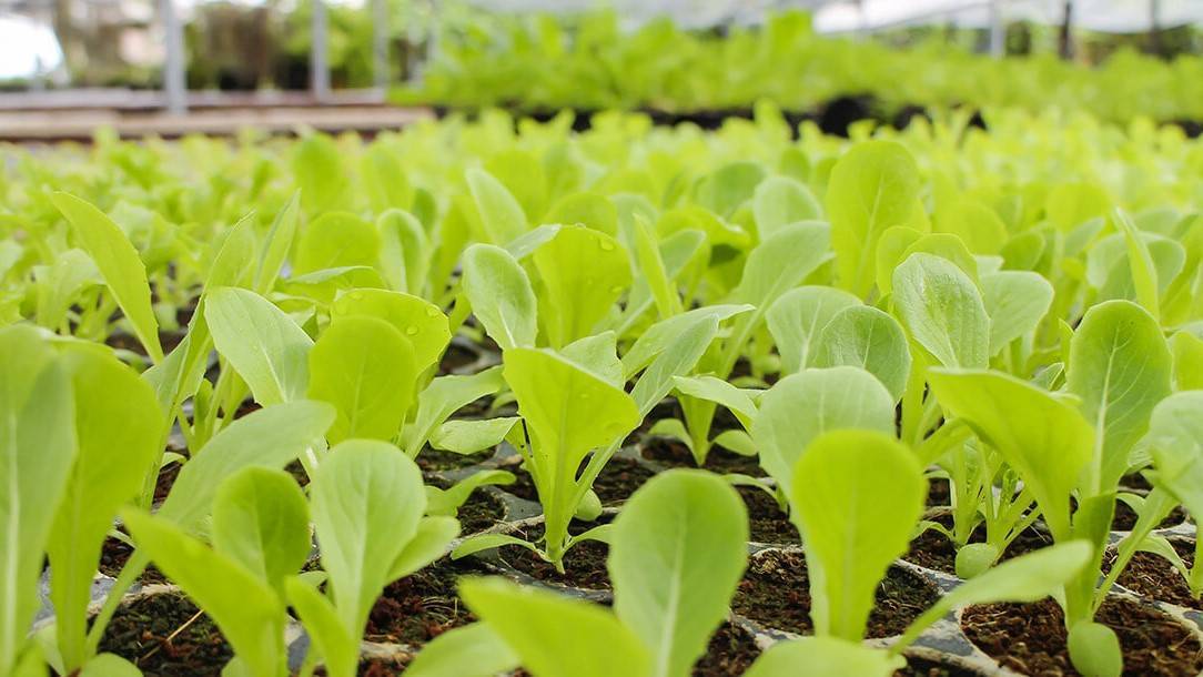 Young plant propagation