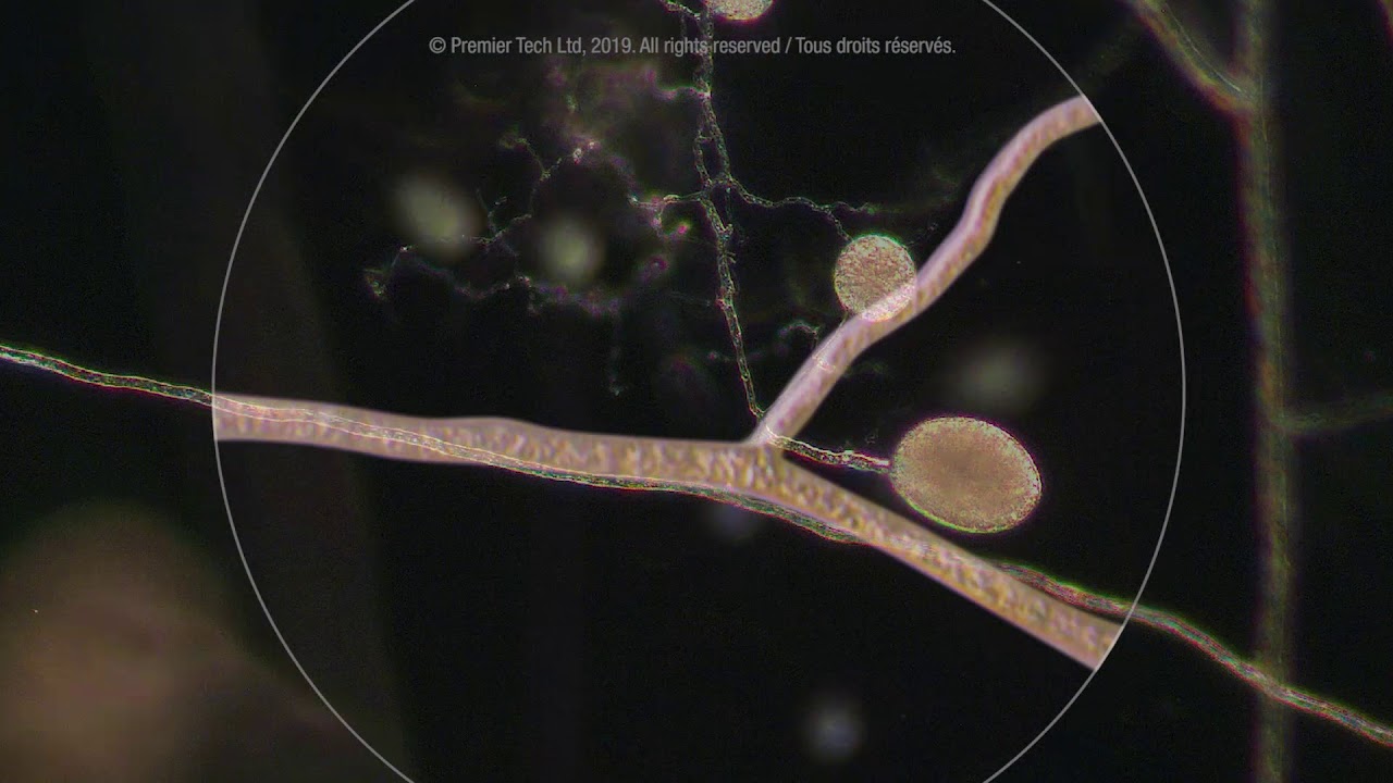  Cómo actúa Mycorrhizae Premier Tech en el sistema radicular de la planta